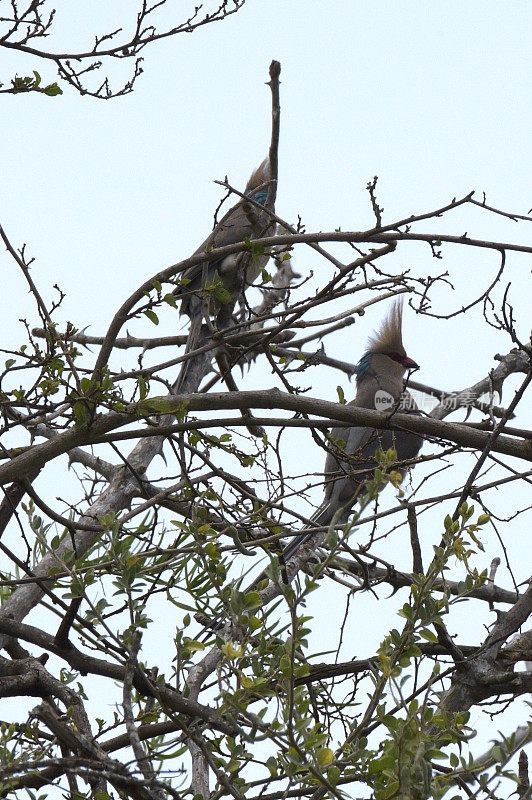 Blue-naped Mousebird